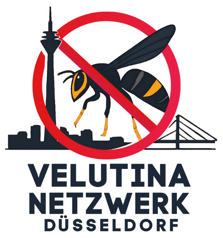 Velutina-Netzwerk-Düsseldorf